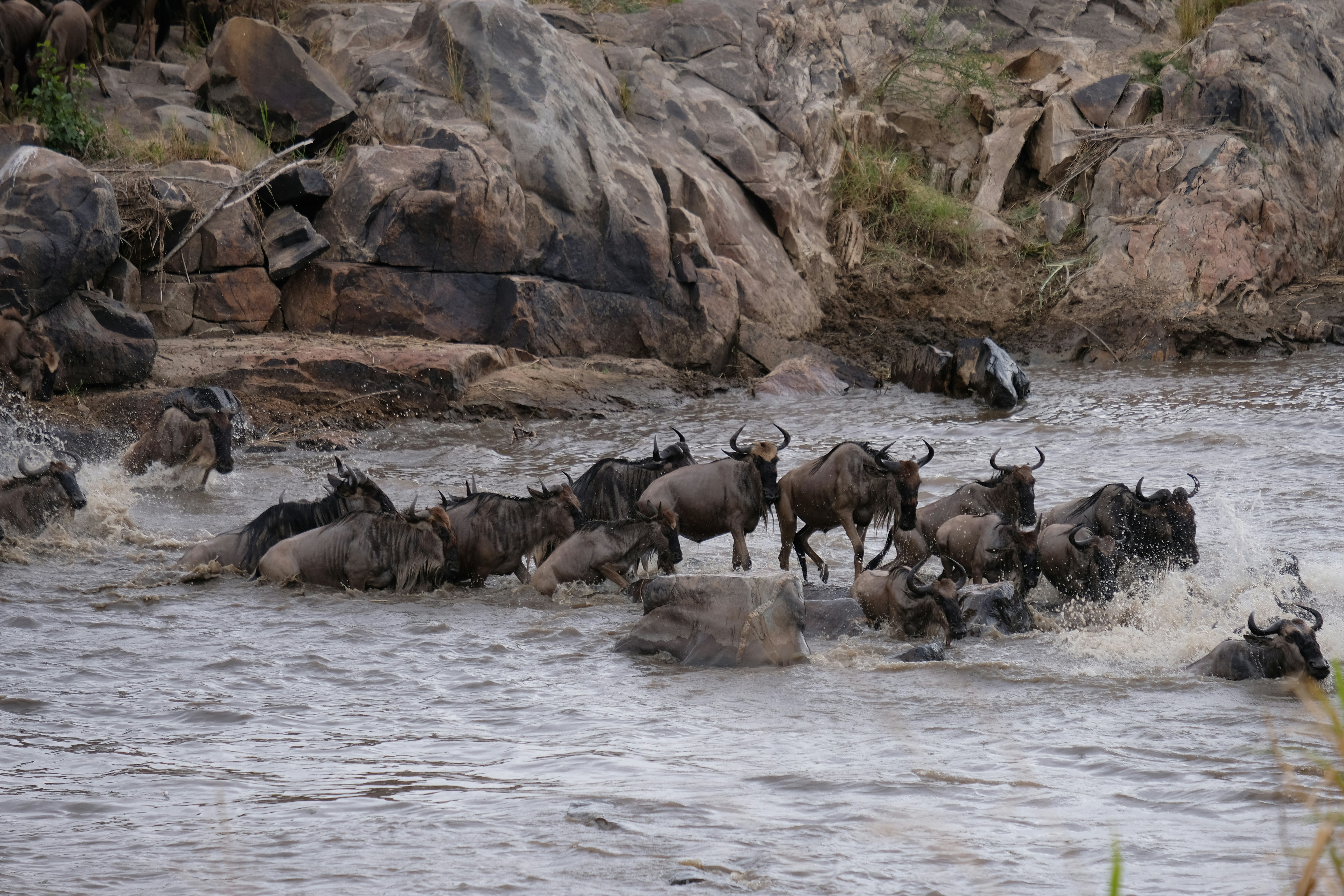 Wildebeest crossing a river in northern Serengeti